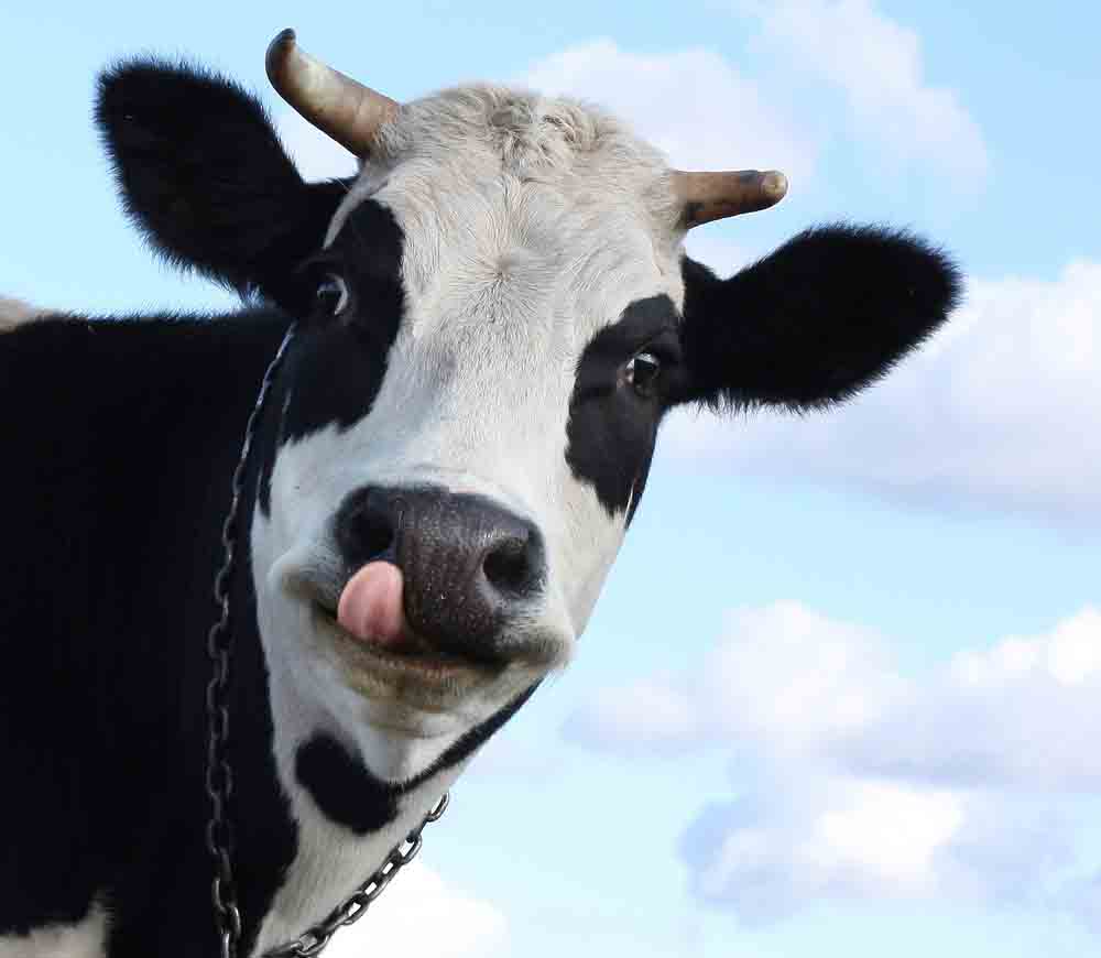 What’s the benefit of Raw Milk